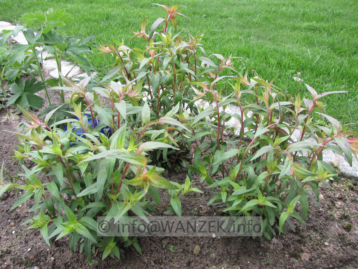 Oenothera tetragona Erika Rubin.JPG